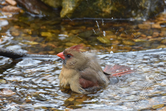 Northern Cardinal female 2-6-17