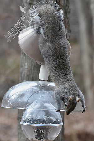 Eastern Gray Squirrel 2-7-17
