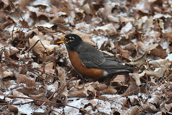 American Robin with spider 2-8-17