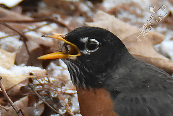American Robin with spider 2-8-17
