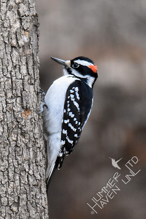 Hairy Woodpecker 2-8-17
