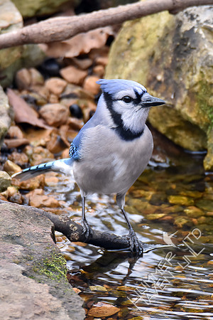 Blue Jay 2-8-17