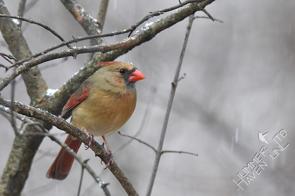 Northern Cardinal female 2-8-17
