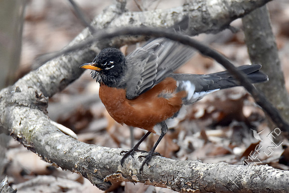American Robin 2-8-17