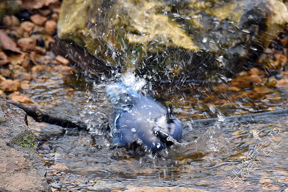 Blue Jay 2-8-17