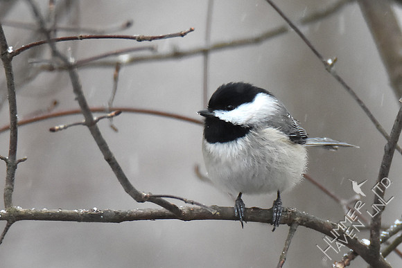 Carolina Chickadee 2-8-17