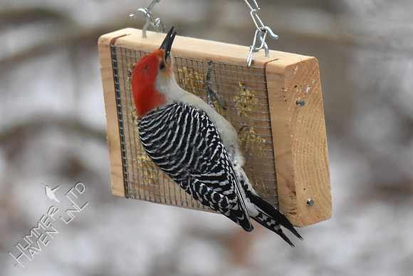 Red-bellied Woodpecker 2-8-17