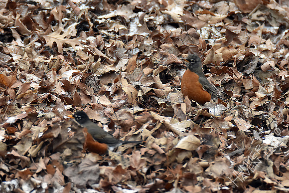 American Robins 2-8-17