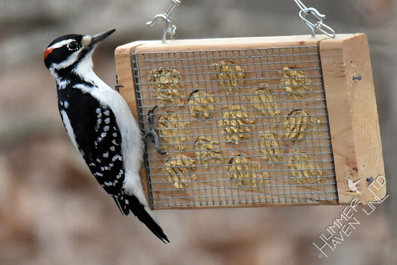 Hairy Woodpecker 2-8-17