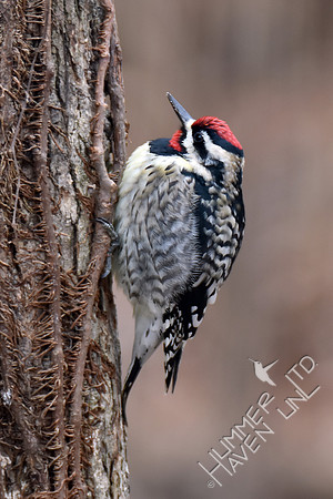 Yellow-bellied Sapsucker- danger has passed  2-9-17