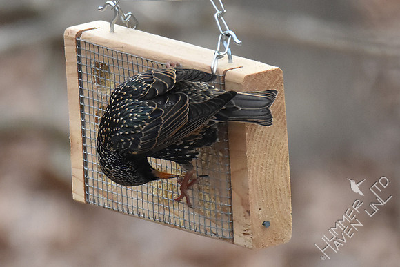 European Starling 2-9-17