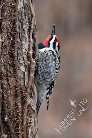 Yellow-bellied Sapsucker 'frozen' in fear of Cooper's Hawk  2-9-17