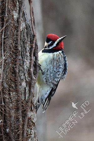 Yellow-bellied Sapsucker 2-10-17