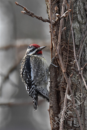 Yellow-bellied Sapsucker #2  2-10-17