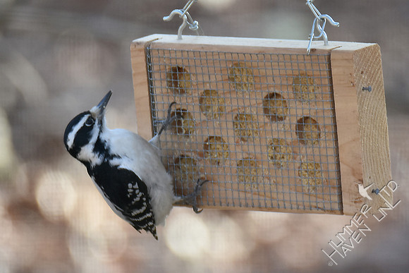 Hairy Woodpecker female 2-12-17