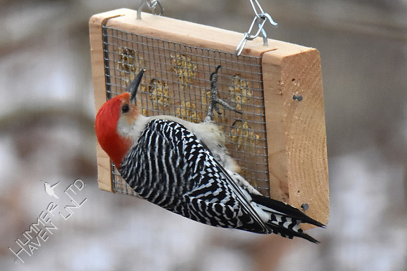 Red-bellied Woodpecker 2-8-17