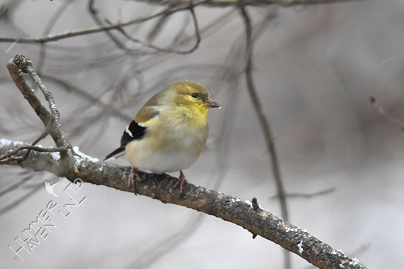American Goldfinch 2-8-17