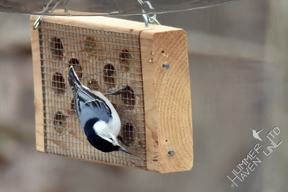 White-breasted Nuthatch 2-14-17