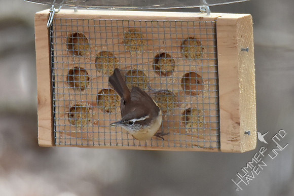 Carolina Wren 2-14-17