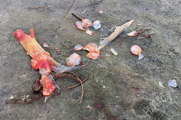 Fish remains 2-15-17
