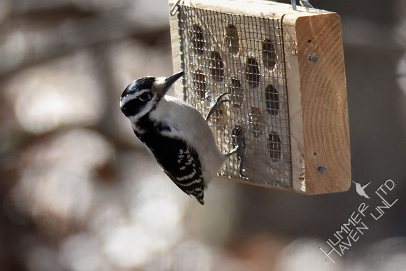 Hairy Woodpecker female 2-15-17