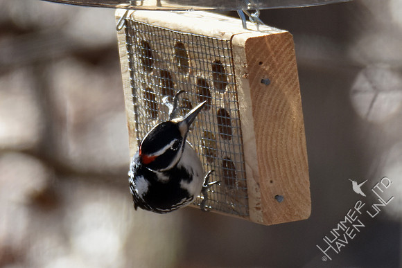 Hairy Woodpecker 2-15-17