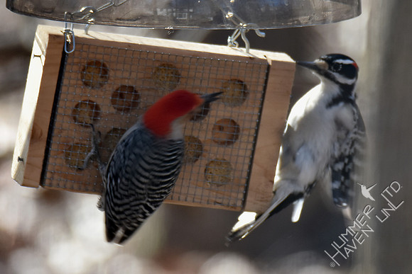 Red-bellied and Hairy Woodpeckers 2-15-17