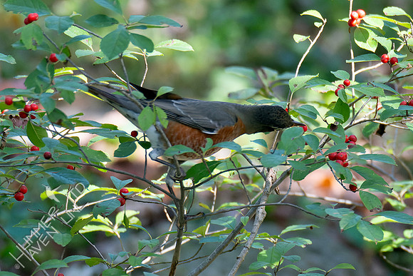 10-5-24 American Robin at Winterberry (Ilex verticillata x Red Sprite)