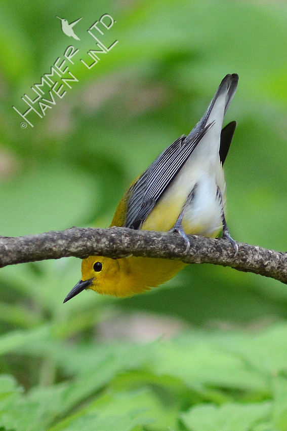 Prothonotary Warbler