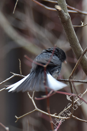 Dark-eyed Junco 2-18-17