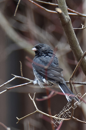 Dark-eyed Junco 2-18-17