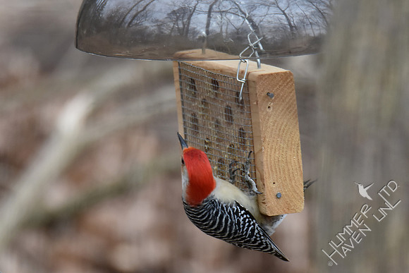 Red-bellied Woodpecker 2-18-17