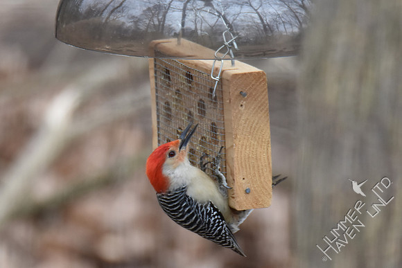 Red-bellied Woodpecker 2-18-17