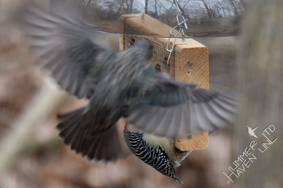European Starling and Red-bellied Woodpecker 2-18-17