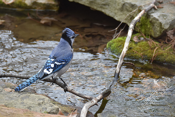 Blue Jay 2-18-17