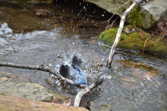 Blue Jay 2-18-17