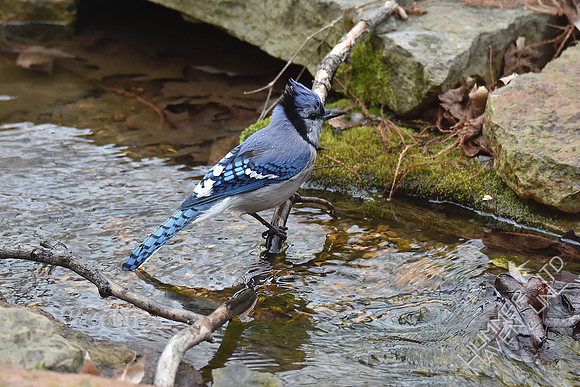 Blue Jay 2-18-17