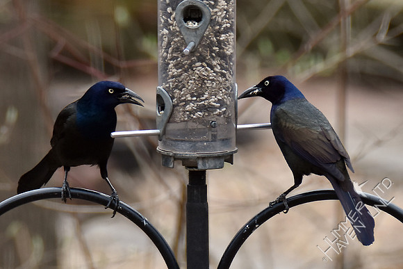 Common Grackles 2-26-17