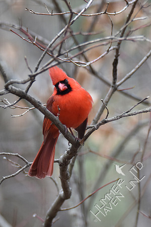 Northern Cardinal 2-26-17