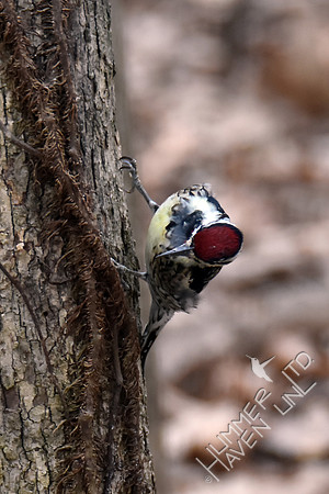 Yellow-bellied Sapsucker 2-26-17