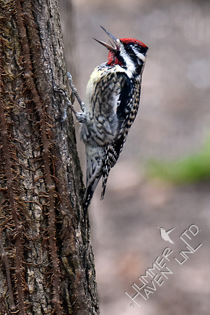 Yellow-bellied Sapsucker 2-26-17