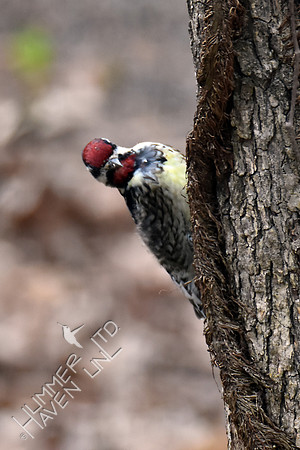 Yellow-bellied Sapsucker 2-26-17