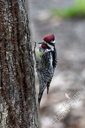 Yellow-bellied Sapsucker 2-26-17