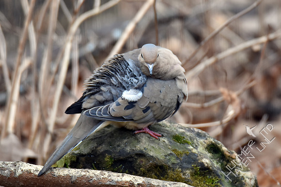 Mourning Dove 2-26-17