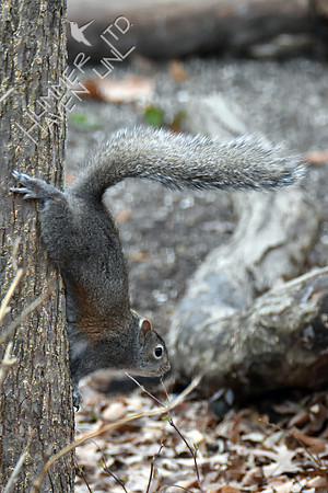 Eastern Gray Squirrel 2-26-17