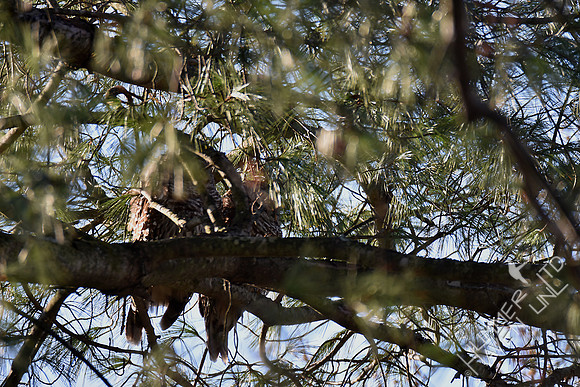 Barred Owl pair 2-27-17