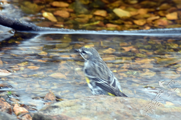 Yellow-rumped Warbler 2-18-17