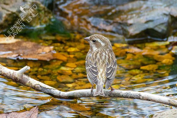 4-7-22 Purple Finch female