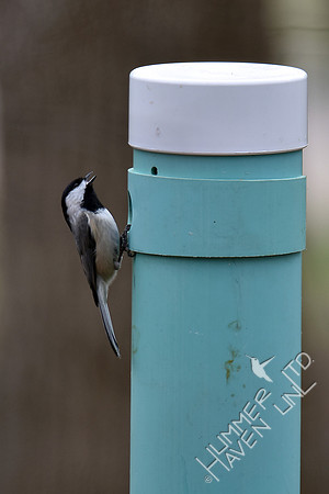 Carolina Chickadee calls to its mate 2-28-17