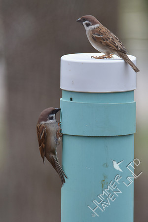 Eurasian Tree Sparrows look at  the nest box 2-28-17